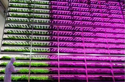 中日荷“植物工廠”啟示錄 科技賦能，新鮮蔬菜開啟未來農業新篇章